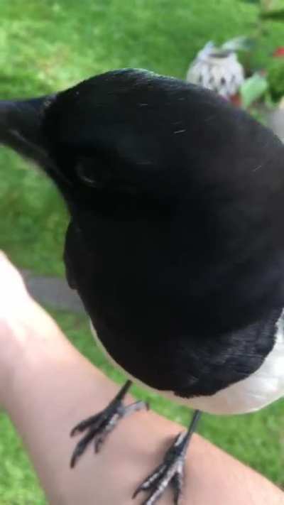 FriendlyBirb