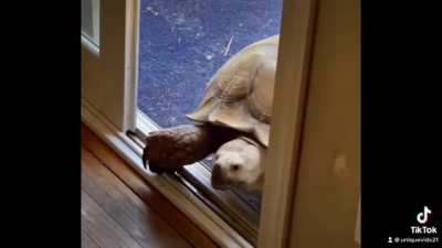 He Wasn’t Playing ?