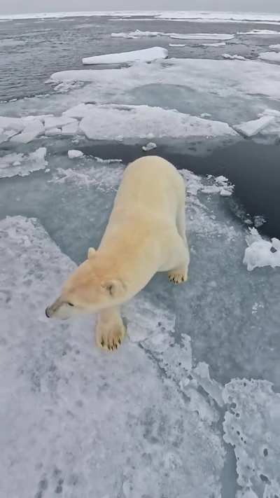 ?The delicate footsteps of a polar bear on the drift ice [OC]