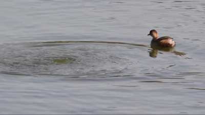 ?Slow motion video i took of two little grebes disappearing into the water