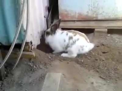 This rabbit saving a cat who couldn’t find its way out