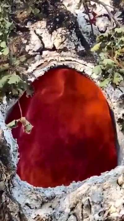 Nice flame inside the tree