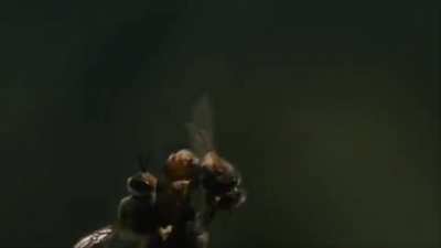 ? Extraordinary video of the inflight mating of a queen bee. The ejaculation of a drone bee is so powerful that his endophallus ruptures and he quickly dies.