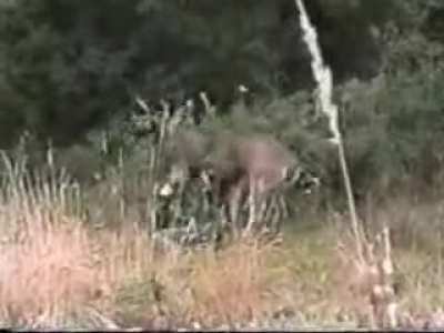 Bambi's Revenge