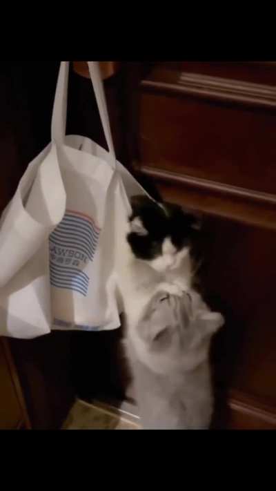 Cats lover?
