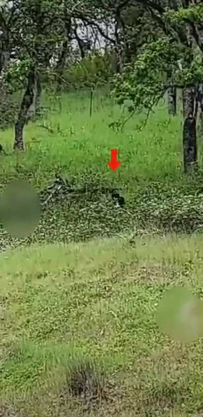 We told our dog it was time for a bath. He ran for the hills…Literally. ??