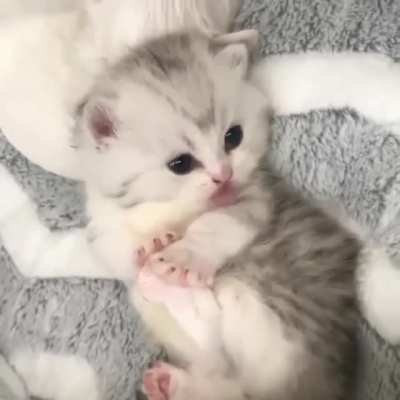Little sweetie
