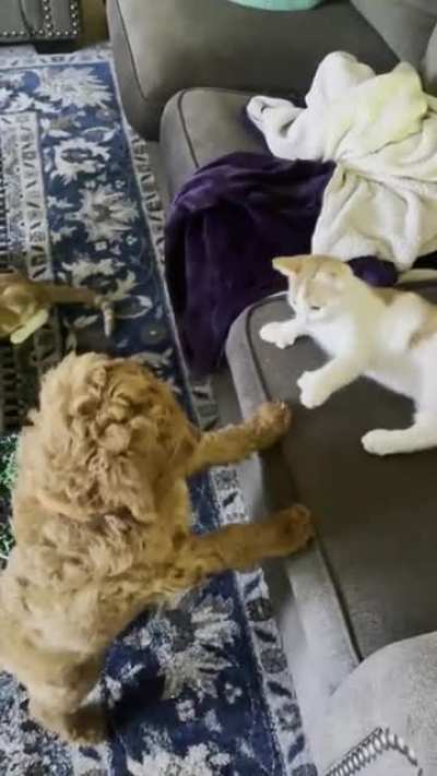 Cats