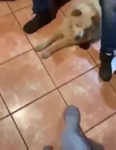 Wait for the dog...