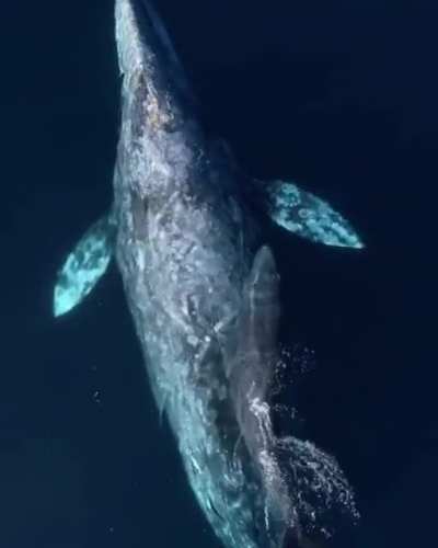 ? Gray whale and her calf