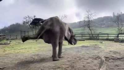 ? Elephant stretching out it's legs