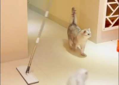 Orchestrating the perfect bonk.