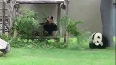 Your daily dose of Pandas ?