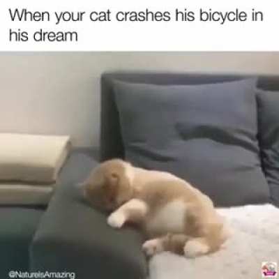 Dreamer