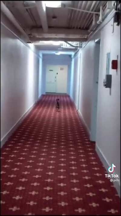 The hallway