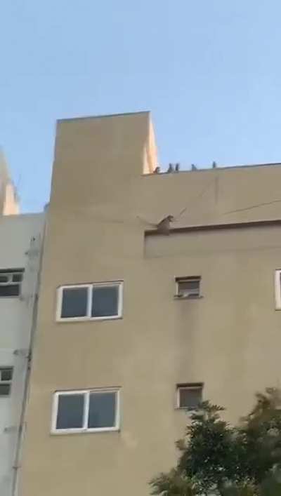 Monkeys ?????