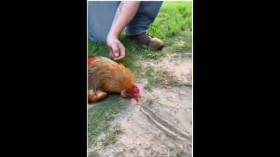 If you put a chicken's head on the ground and draw a straight line in front of it, the chicken can be hypnotized. This is an example of "tonic immobility".