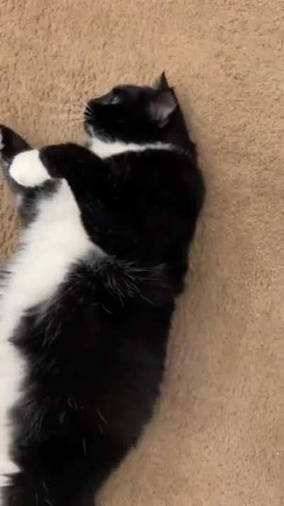 Cow cat 🐮😸