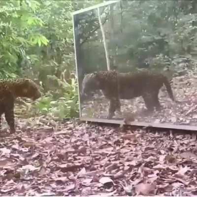 ? Jaguar spooks herself