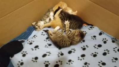 It is tough to get up when you have a full belly &amp; short limbs! (Foster kittens when they were 3 weeks old)