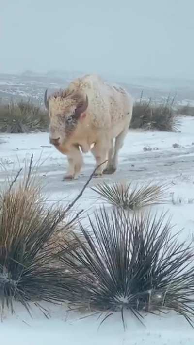 ?A very rare White Buffalo