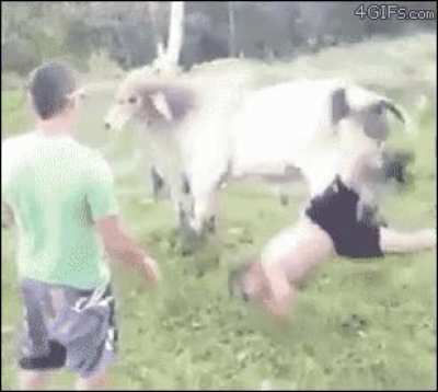 "This ain't your rodeo, pal."