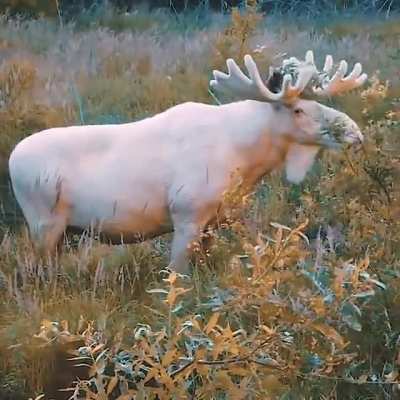 ? Rare footage of the stunning white moose.