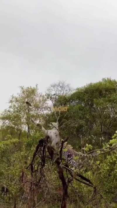 ? Aggressive and fearless fork-tailed drongo dive-bombs leopard who invaded its perch