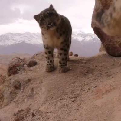 ? A gorgeous family of snow leopards checking out a wildlife cam in Ladakh, India ?