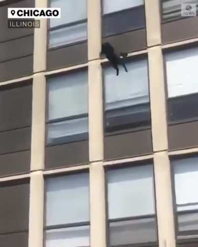 A cat leaps from th 5th floor of a burning building, then casually walks away