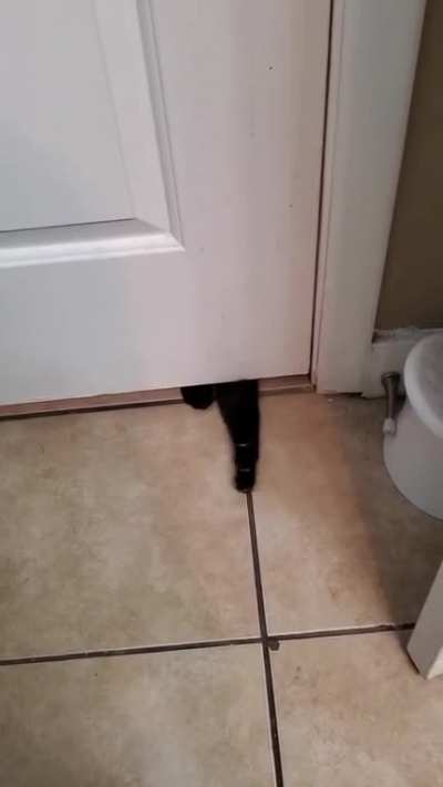 This is my cat ? she was in the bathroom with me, left, went to the OTHER bathroom door and is upset she can't get in