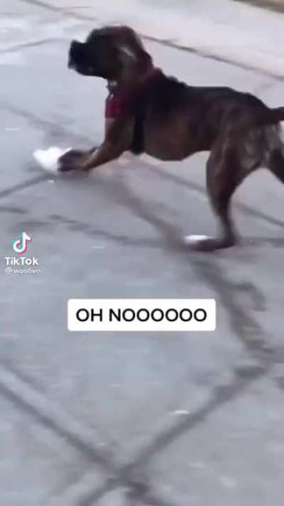Call him Scooter