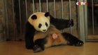 Don’t say no to panda