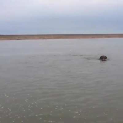 ? Bear chases boat, almost intercepting it! How would you feel on board?
