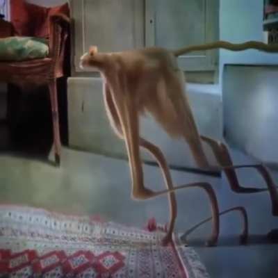 Cats on Mars