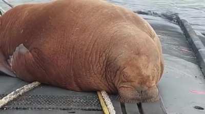 ? A walrus climbed up onto the Dutch submarine "MS Dolphin" to take a well-deserved nap in the Netherlands.