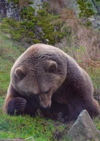 ? When Naptime Calls: The Epic Struggle of an Epic Bear Finding His Comfy Spot