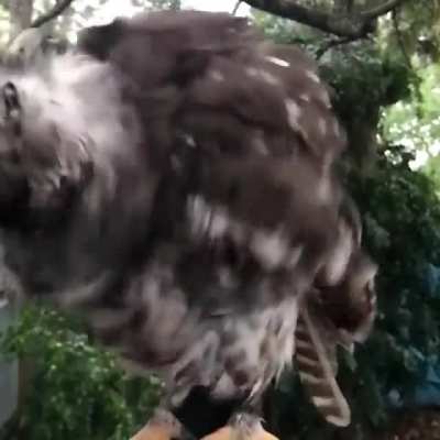 ? This owl is really shaking off ?