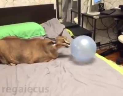 Floppa likes Baloon