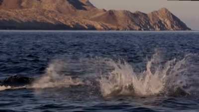 ? Mobula rays ?