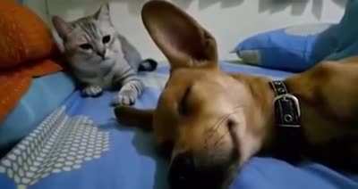 Dog Sleep Farting Makes Cat Angry