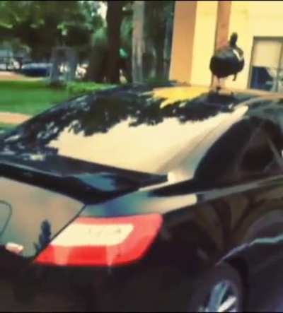 That guy needs a car wash ??