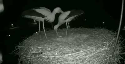 ? A stork couple celebrating their first egg?