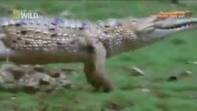 ? Freshwater Crocodiles can gallop like a horse to travel faster