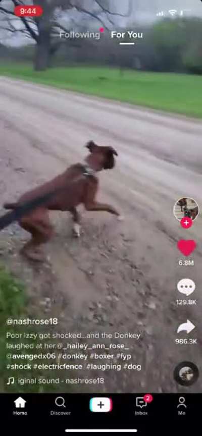 The dog actually screamed and the donkey actually laughed ?