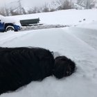 Moose is part ostrich during the winter