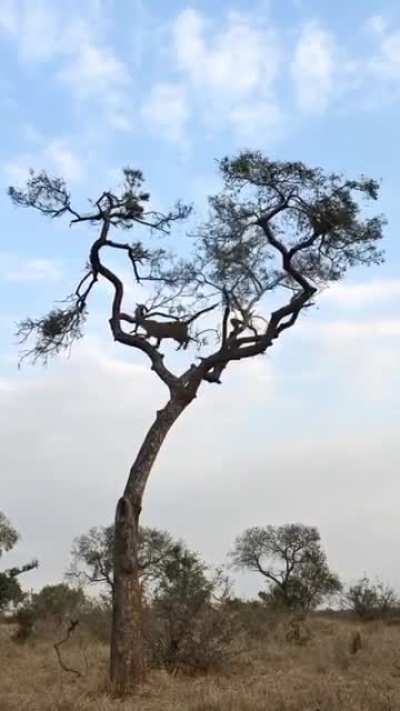 ? A leopard chasing a monkey on top of a tree