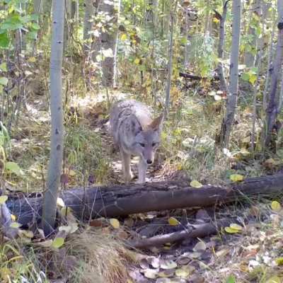 ? Coyote and Badgers like going hunting together.