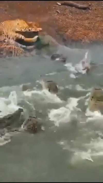 Chaos ensues!
