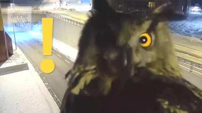 Metal Gear Owl..